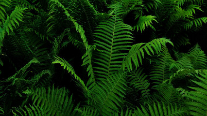 Natural green fern wallpaper, abstract green fern leaf texture, Fern leaves background. Close up of dark green fern leaves growing in forest, Beautiful ferns leaves, green foliage natural, floral fern