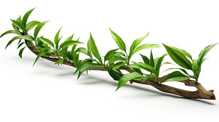 Fototapeta premium jungle branch with plant UHD Wallpaper