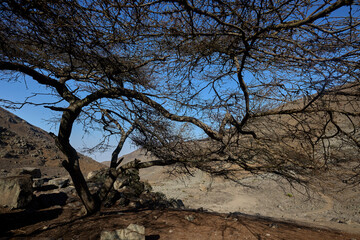 Despite the harsh conditions, this tree persists, its roots delving deep into the arid soil to find...