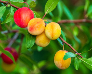 A Cluster of Ripening Plums