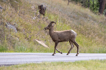 Big Horn Sheep - Custer, South Dakota
