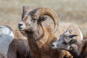 Big Horn Sheep - Custer, South Dakota