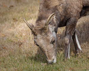 Big Horn Sheep - Custer, South Dakota