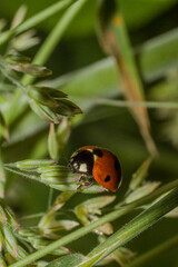 ladybird on a leaf