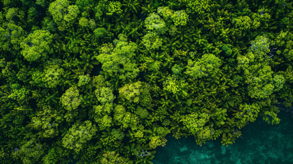 Naklejka premium A lush green forest with trees of various sizes and shapes