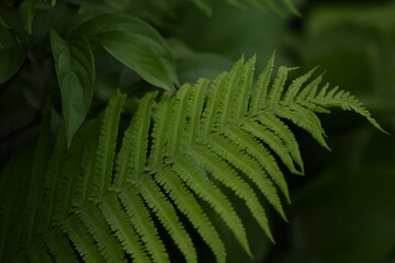 Ferns in garden, green background, bokeh green background, natural green backgrund.