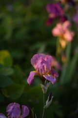 Pink-purple iris germanica flowers in garden, iris on bokeh green garden background.