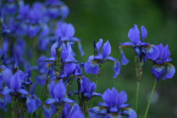 Blue siberian iris closeup on background of bokeh irises.