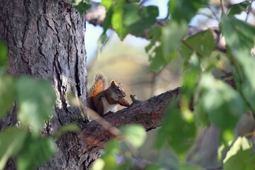 Eichhörnchen im Herbst in Kanada