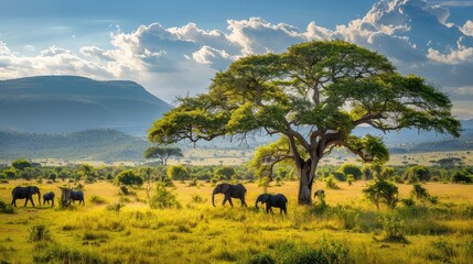elephant in the field