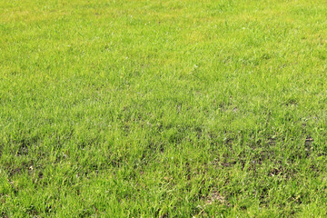 Obraz premium Close-up lawn, cut grass. Close-up of a green lawn on a sunny day. Selective focus. Green grass, natural background