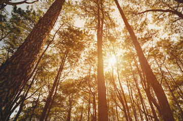Pine tree forest with sunlight and natural landscape. Look overhead at many pine trees with clean sky background.