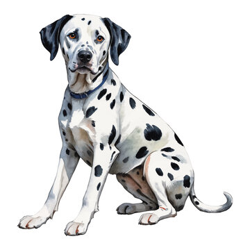 recommend clip art: Dalmatian Dog Hand Drawn Watercolor Painting Illustration