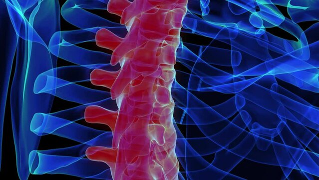 Thoracic vertebrae anatomy 3D rendering for medical concept