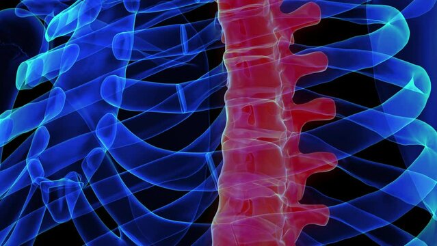 Thoracic vertebrae anatomy 3D rendering for medical concept