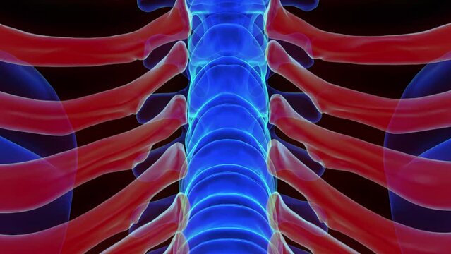 Human skeleton rib cage anatomy 3D rendering for medical concept