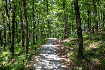 Obraz premium Winding Pathway Through Lush Green Forest - Serene Nature Trail for Outdoor Exploration