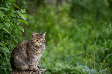 a domestic cat walks by itself