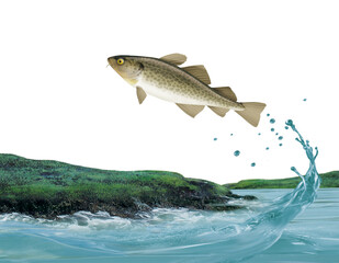 Obraz premium cabillaud ,poisson, rocher, vague, sauter, evasion, migration, pêche, ocean, lac, goutes, mer, limpide, logo, sous-marin, attraper, eau, fruits de mer, aliment, ailette, queue, argent, nature