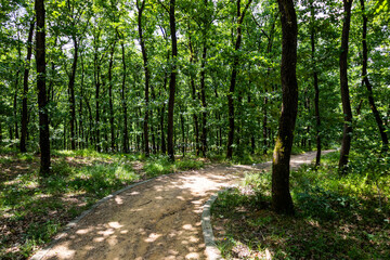 Winding Pathway Through Lush Green Forest - Serene Nature Trail for Outdoor Exploration