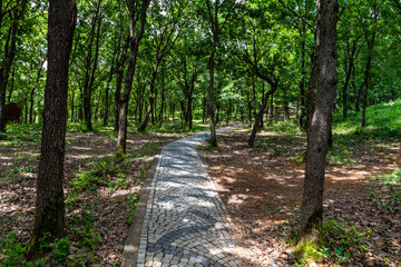 Winding Pathway Through Lush Green Forest - Serene Nature Trail for Outdoor Exploration
