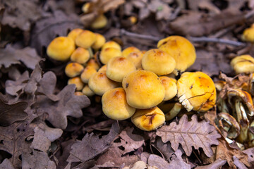 Cluster of Yellow Mushrooms on Forest Floor - Natural Woodland Fungi in Autumn