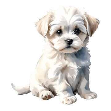 recommend clip art: White Maltese Dog Puppy Hand Drawn Watercolor Painting Illustration