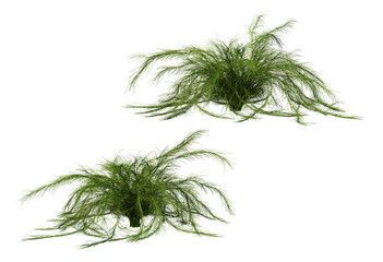 3D render ivy with colorful flowers On a transparent background