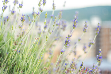 Blooming lavender plant in the city