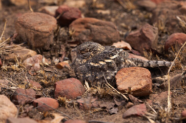 Camouflaged Nightjar perched on ground at Panna Tiger Reserve , Madhya Pradesh, India