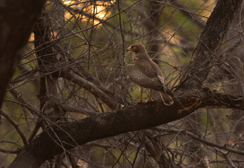 White-eyed buzzard perched on a tree at Panna Tiger Reserve , Madhya Pradesh, India