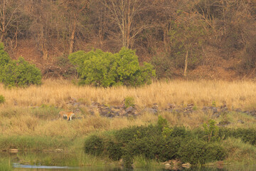 A tiger walknig on green at the bank of Ken river at Panna Tiger Reserve, Madhya pradesh, India