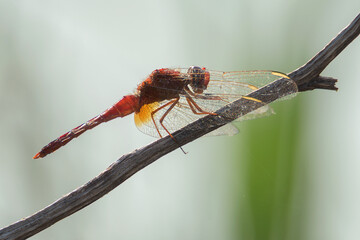Crocothemis erythraea, Scarlet Dragonfly,  .red dragonfly.Broad Scarlet, with the soft intense...
