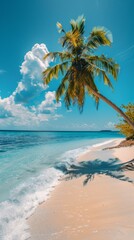 Fototapeta premium A palm tree casting a shadow on the sandy beach under the clear blue sky