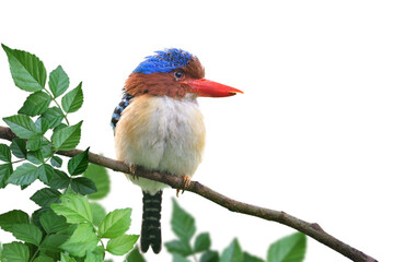 puffy bird with insect on its eyes calmly perch on twig isolated on white background, male of...