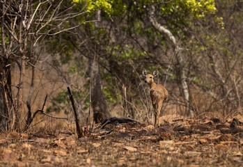 Four-horned antelope at Panna Tiger Reserve, Madhya pradesh, India.