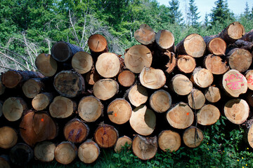 Row of stacked trunks of cut pine trees in the forest
