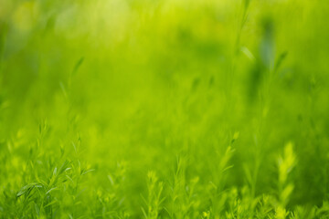 Blurred natural green spring and summer bokeh background.