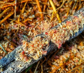 Wooden texture with sawdust. Saw mill. Wooden background.