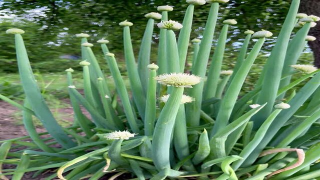 Blooming onion Allium Fistulosum in the garden