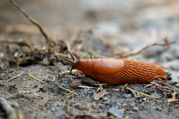 A snail without a house crawls through the forest. Macro photo of natural life