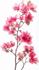 A branch with pink flowers in full bloom placed against a white backdrop