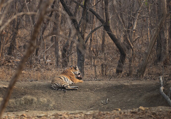A tiger cub resting in the jungle of Panna Tiger Reserve, Madhya pradesh, India