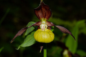 A flower of the Orchid family, the Venus slipper. A rare plant listed in the Red Book.
