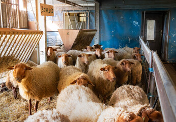 flock of sheep