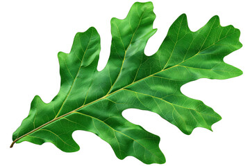 Fototapeta premium A single green oak leaf isolated on a black background. The leaf has a detailed vein pattern and a slightly wavy edge.