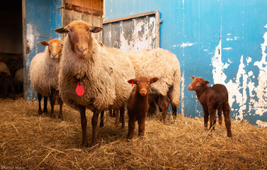 sheep and lambs