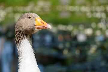 close-up of a domestic goose