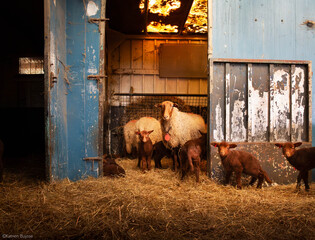 sheep and lam in a farm