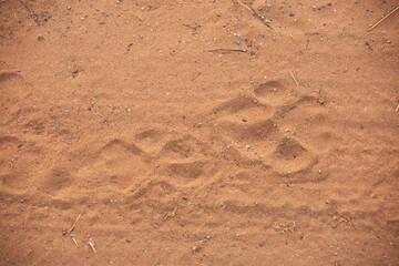 Tiger pugmarks in the ground showing the movement at Panna Tiger Reserve, Madhya pradesh, India